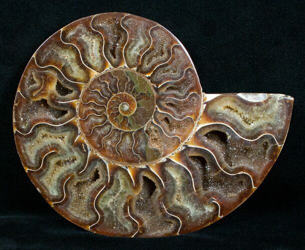/ Inch Split Ammonite (Half) #4385